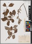Foto von Salix aurita L. x Salix caprea L.
